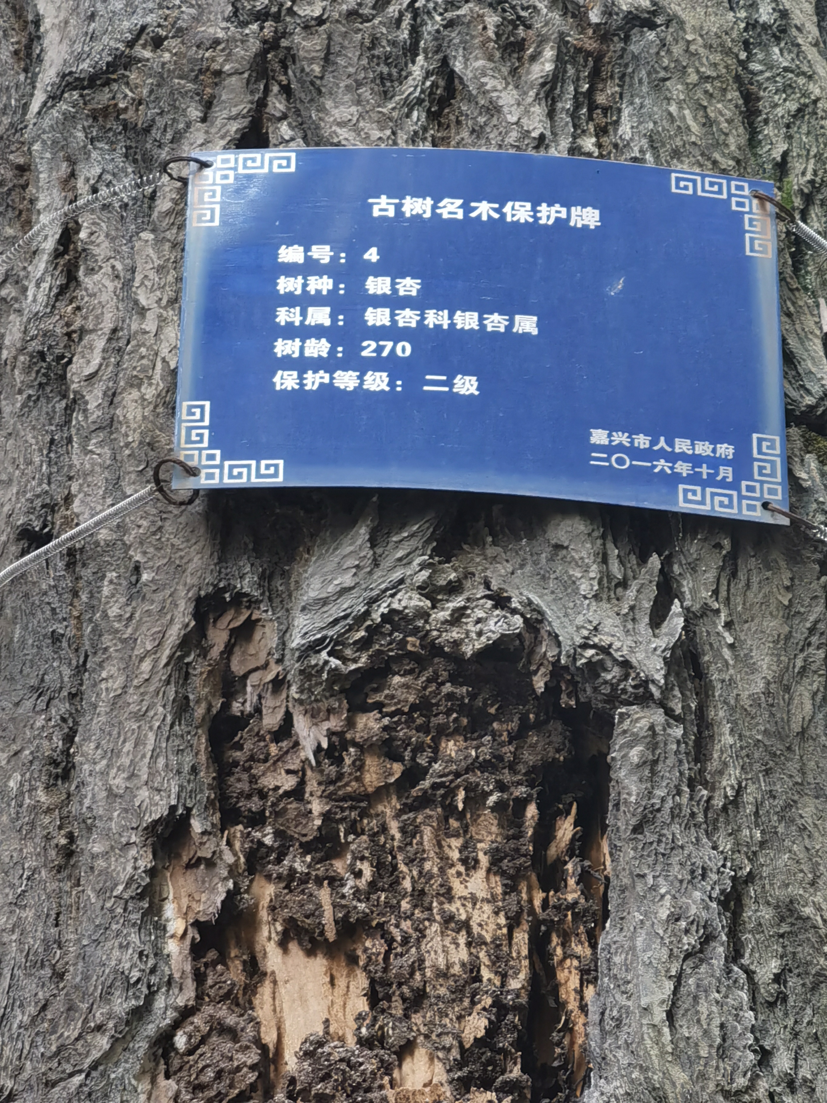 園林名木古樹白蟻滅治(圖1)